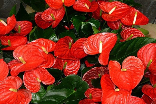 el anthurium Anturio