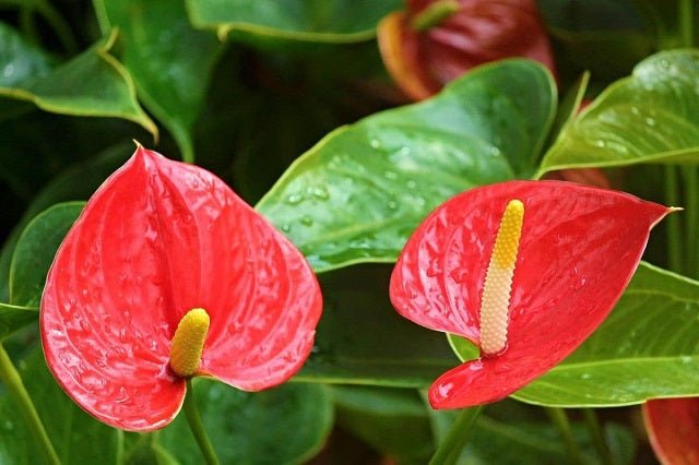 anthurium español Anturio Dakota