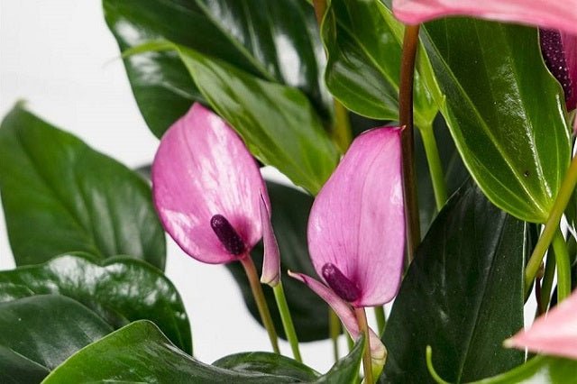 anthurium flores Anturio Joli