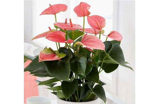 cuidados anthurium rosa Anturio Pink Champion
