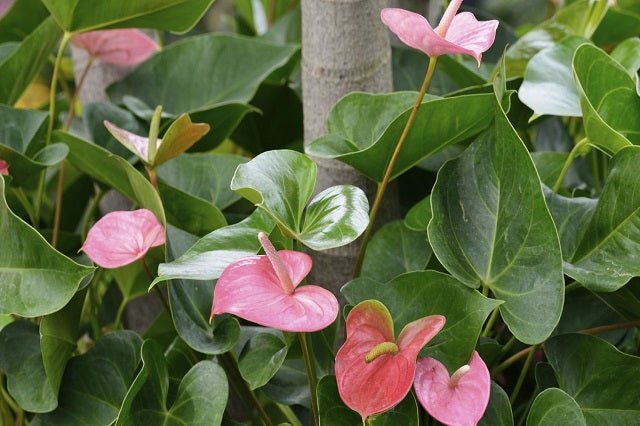 planta anthurium precio Anturio Pink Champion