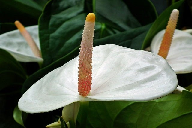 anthurium sierra Anturio Sierra White