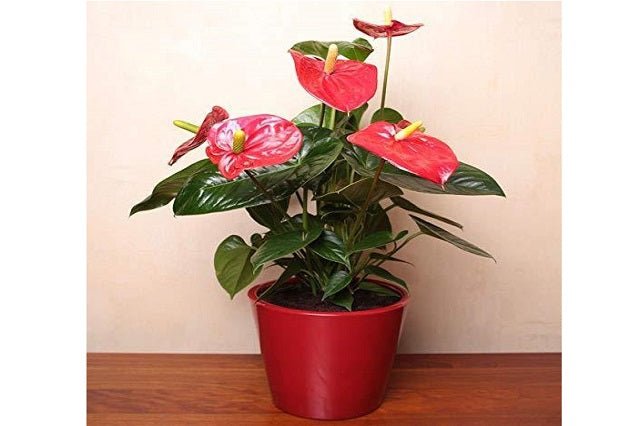 anthurium nombre comun Anturio Turenza