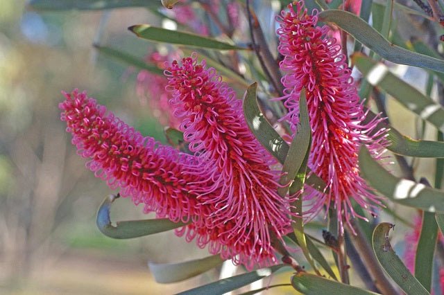 Árbol del emú - Hakea francisiana – El Nou Garden