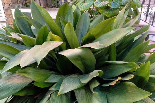 purple anthurium Anthurium Purple | Care Guide and Pro Tips - Delivery from Toronto across  Canada main image 0