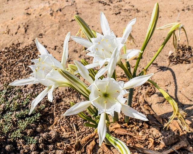 Azucena de mar - Pancratium maritimum – El Nou Garden