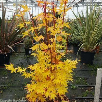 Arce japonés Bi Hoo - Acer palmatum - El Nou Garden