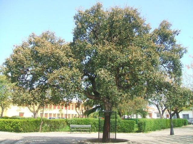 Alcornoque - Quercus suber - El Nou Garden