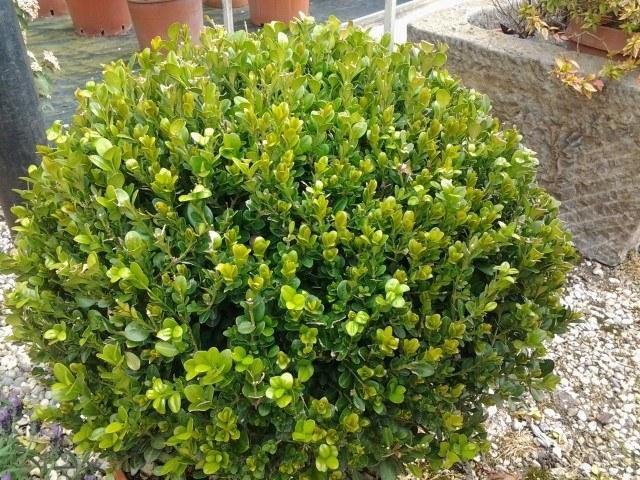 Boj común Rotundifolia - Buxus sempervirens Rotundifolia - El Nou Garden