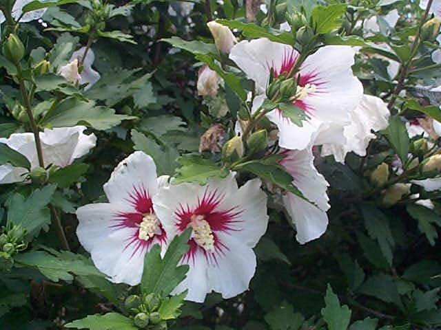 Altea - Hibiscus syriacus - El Nou Garden