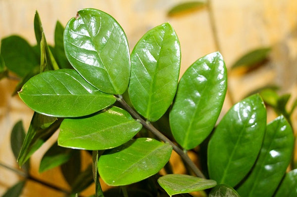 Zamioculca - Zamioculca zamiifolia