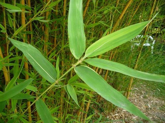 Bambú - Phyllostachys aurea - El Nou Garden