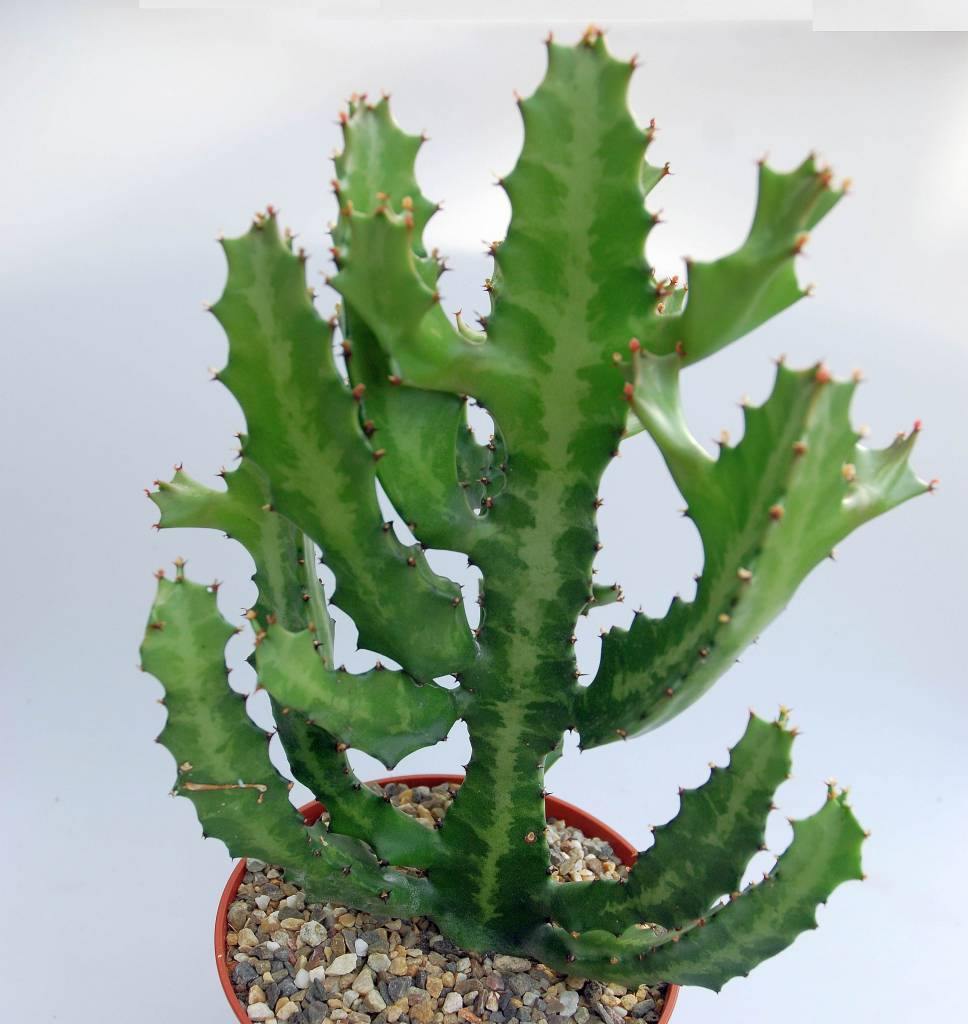 Euforbio Lactea - Euphorbia - El Nou Garden