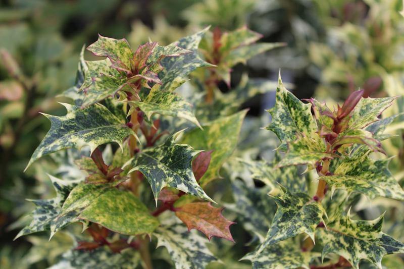 Falso acebo - Osmanthus heterophyllus Tricolor - El Nou Garden