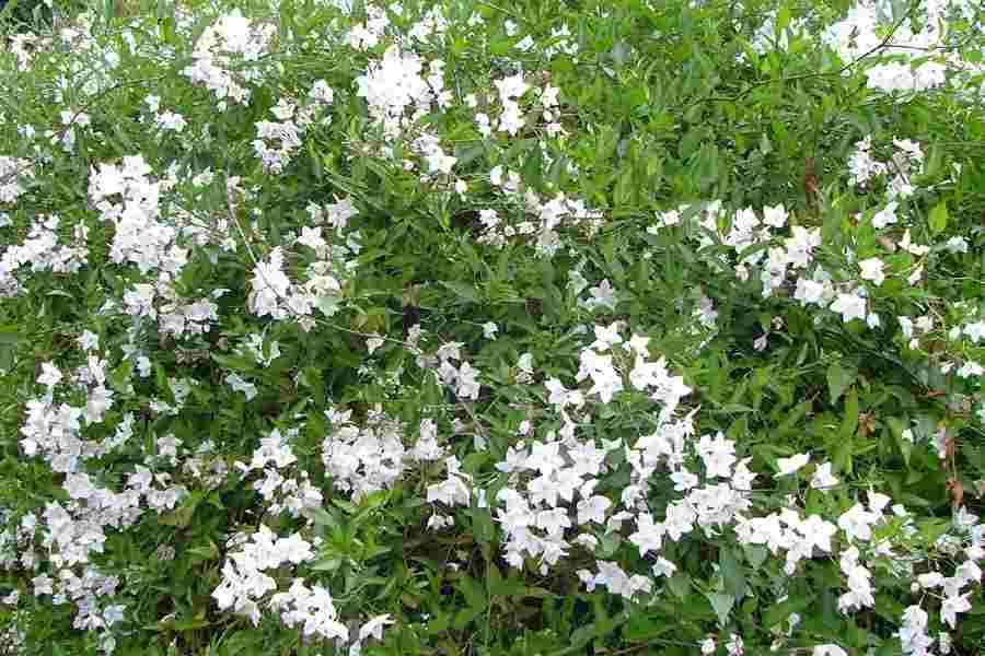 Falso jazmín - Solanum jasminoides - El Nou Garden