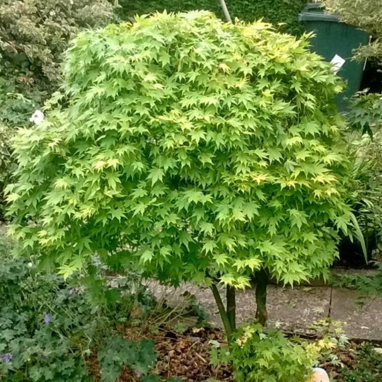 Arce japonés Going Green - Acer palmatum Going Green - El Nou Garden