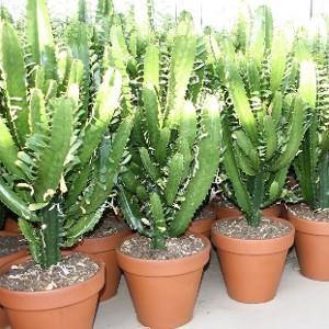 Euforbio Acrurensis - Euphorbia - El Nou Garden