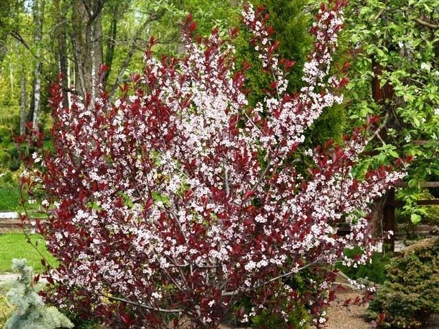 Cerezo de arena hoja púrpura - Prunus cistena - El Nou Garden