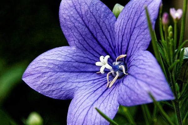 Campanilla china - Platycodon grandiflorum