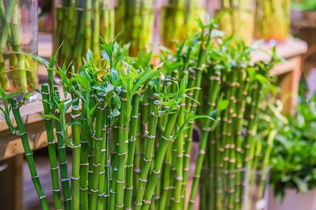 dracaena braunii cuidados Bambú de la suerte