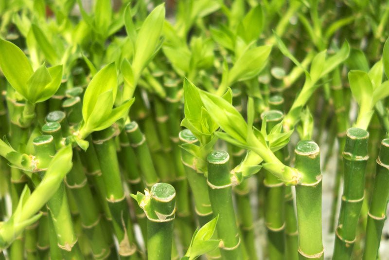 dracaena sanderiana cuidados Bambú de la suerte