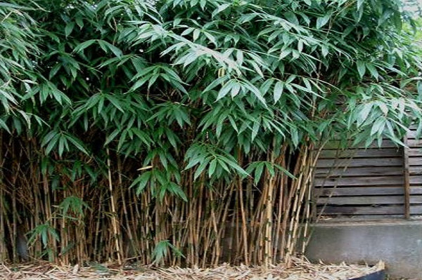 Bambú japonés - Pseudosasa japonica