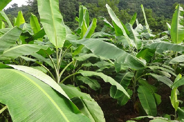 Bananero - Musa paradisiaca