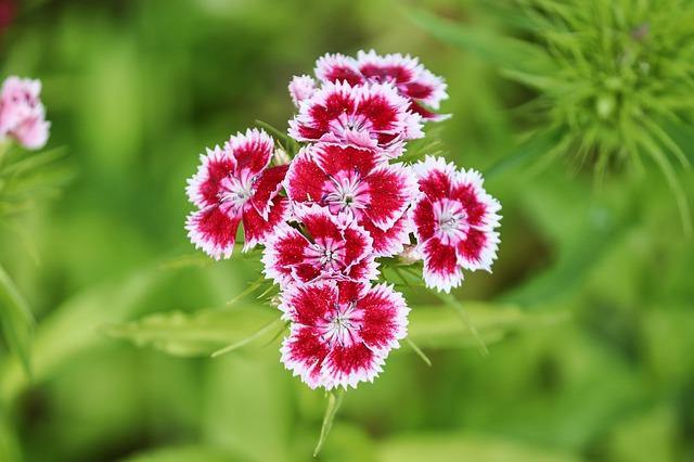 Clavel chino Telstar - Dianthus chinensis - El Nou Garden