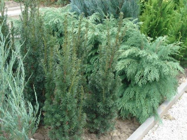 Enebro común Sentinel - Juniperus communis Sentinel - El Nou Garden