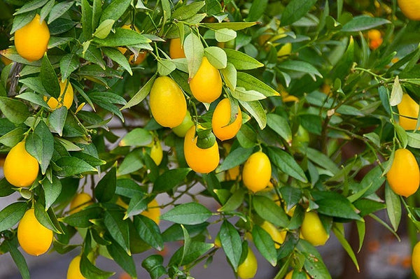 Limequat - Citrofortunella Floridana