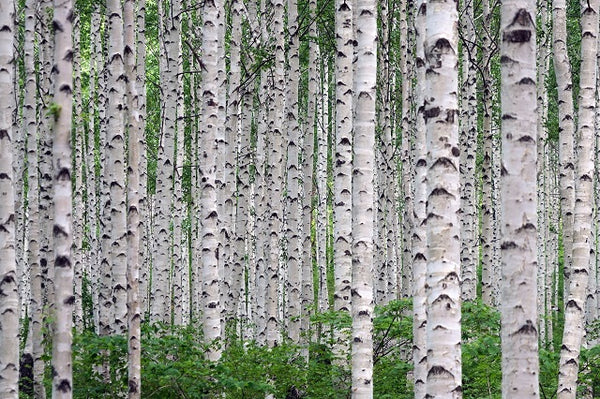 Abedul blanco - Betula alba