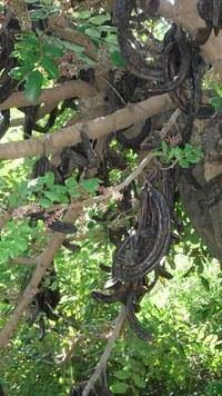 Algarrobo - Ceratonia siliqua - Semillas naturales - El Nou Garden