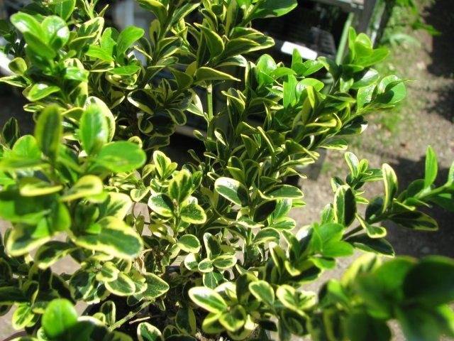 Boj común Aureovariegata - Buxus sempervirens aureovariegata - El Nou Garden