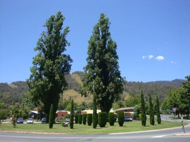 Alamo negro Italica - Populus nigra Italica - Chopo lombardo - El Nou Garden