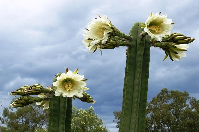 flor de cactus san pedro Cactus de san Pedro