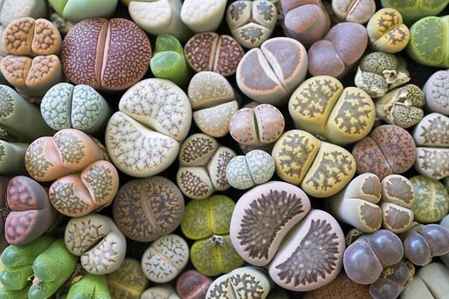 Cactus Roca Cactus piedra - Lithops – El Nou Garden