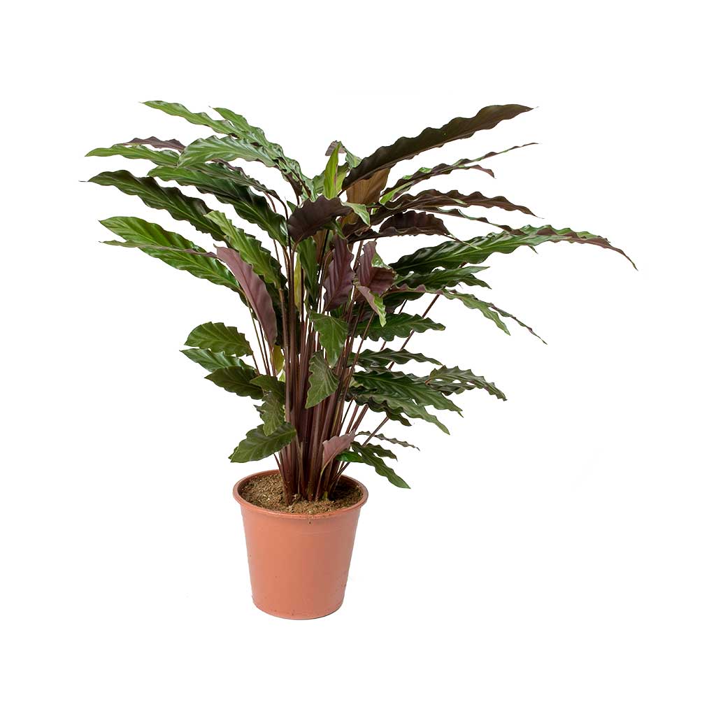 Calatea Rufibarba