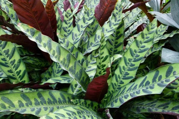 Calatea Lancifolia - Calathea