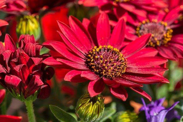 Dimorfoteca - Osteospermum ecklonis - Margarita del cabo - El Nou Garden