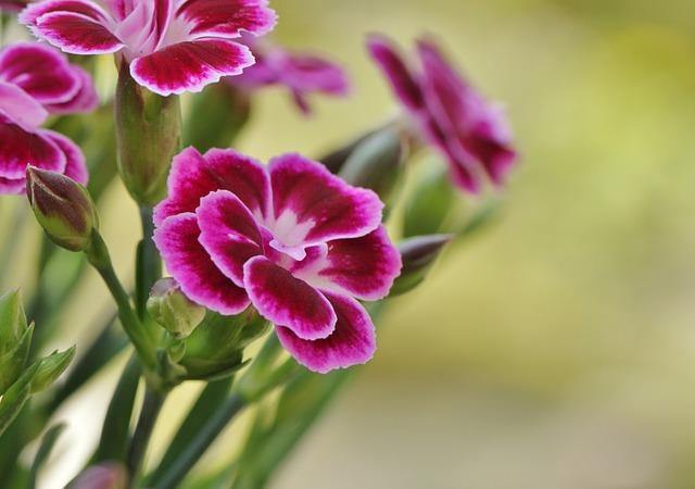 Clavell camelia - Dianthus carnelia - El Nou Garden