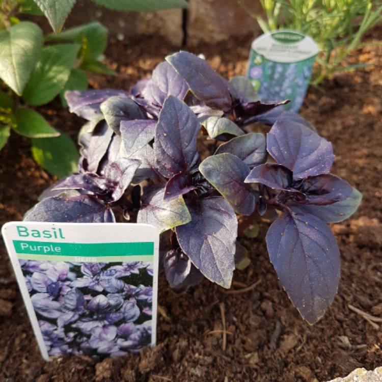 Albahaca púrpura - Ocimum basilicum - El Nou Garden