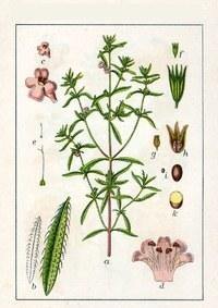 Ajedrea de jardín - Satureja hortensis - Semillas naturales - El Nou Garden