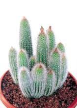 Cleistocactus tupizensis - El Nou Garden