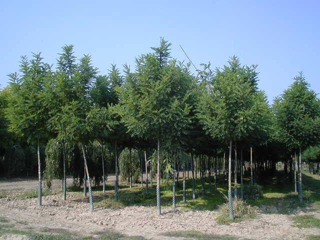 Acacia falsa Bessoniana - Robinia pseudoacacia Bessoniana - El Nou Garden