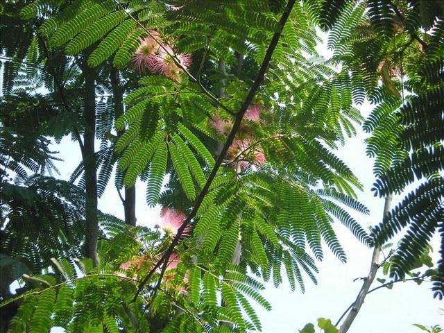 Acacia de Constantinopla Ombrella - Albizia julibrissin Ombrella - Árbol de la seda - El Nou Garden