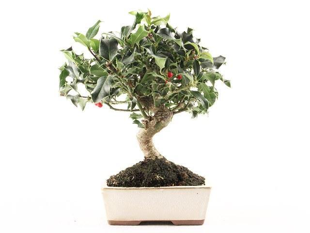 Acebo - Ilex aquifolium - Bonsai - El Nou Garden