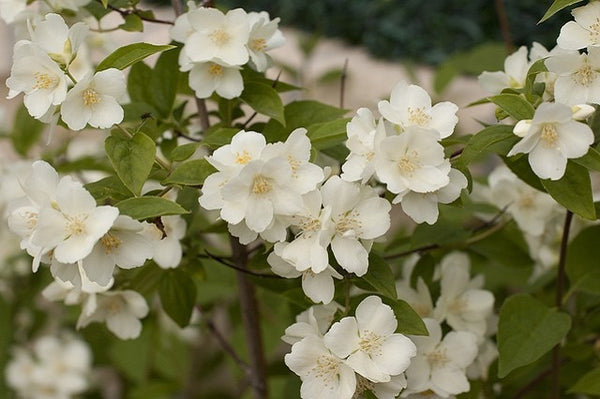 Celindo - Philadelphus virginalis