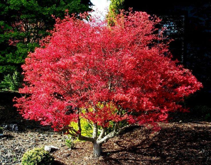 Arce japonés Beni Maiko - Acer palmatum - El Nou Garden