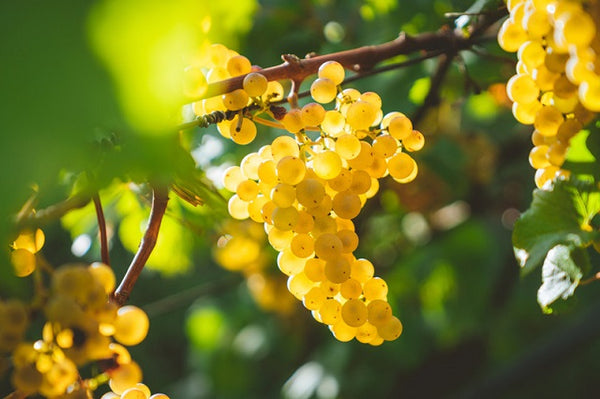 Uvas de vino Chardonnay blanco - Vitis vinifera