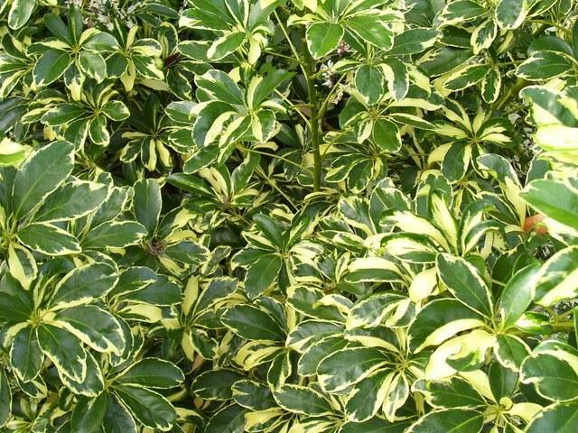 schefflera arboricola características Cheflera